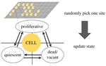 Cell model simulation